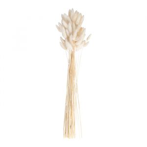 Getrocknete Blumen Bunny Tails off white A Touch of Pampas